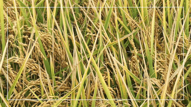 Block Brown Rice Brown Rice Plant A Catastrophe': Greenpeace Blocks Planting Of