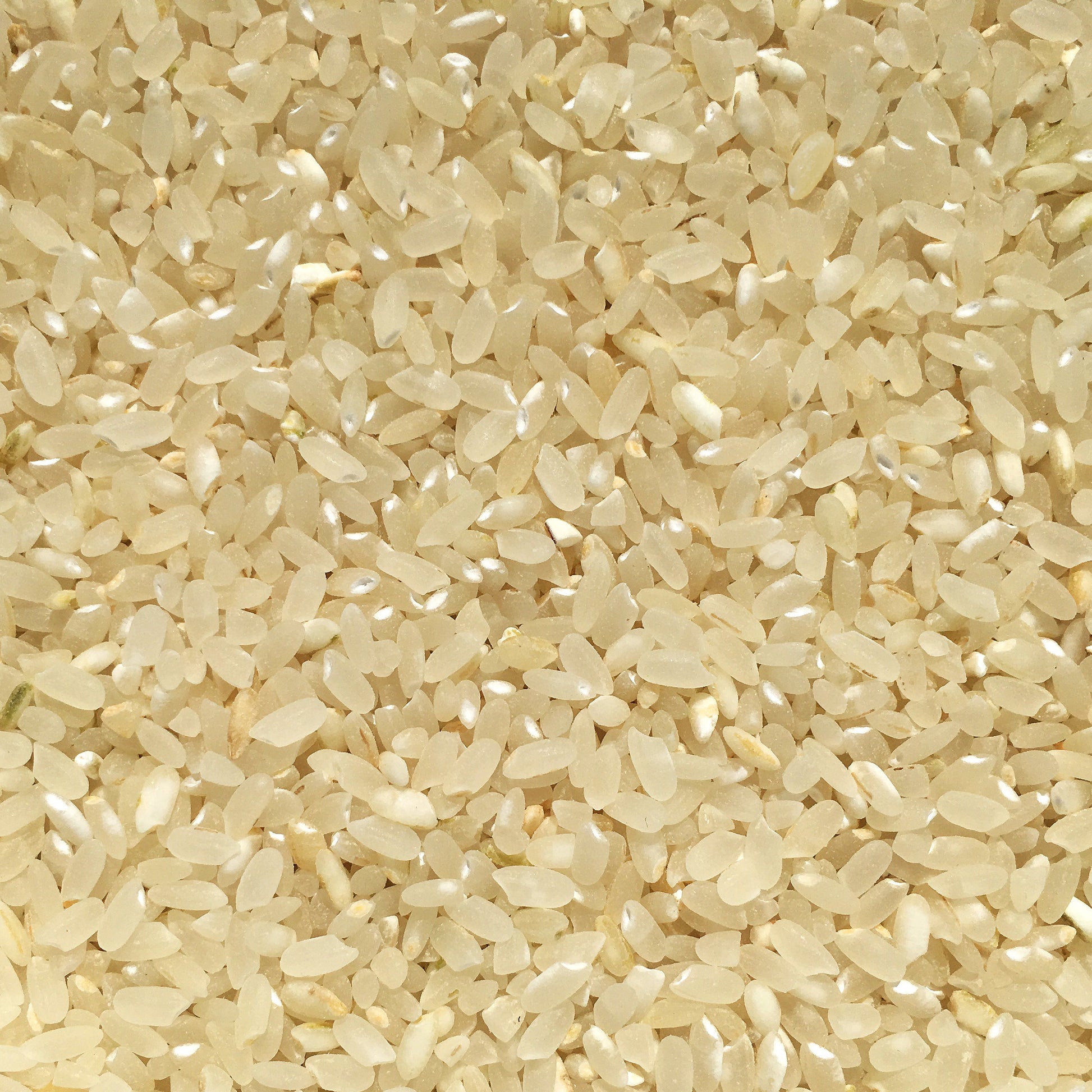 Chico Rice's Blonde Rice | Close Up of Blonde Rice