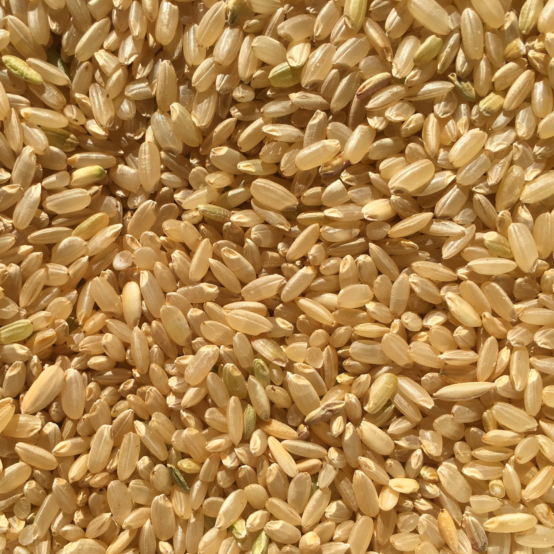 Chico Rice's Brown Rice | Close Up of Brown Rice